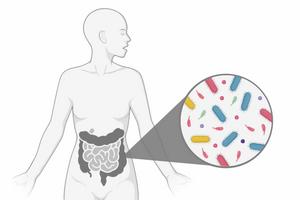 There is still much to be understood about the gut microbiome, but its connections to health suggest the potential for curating this community to address disease.