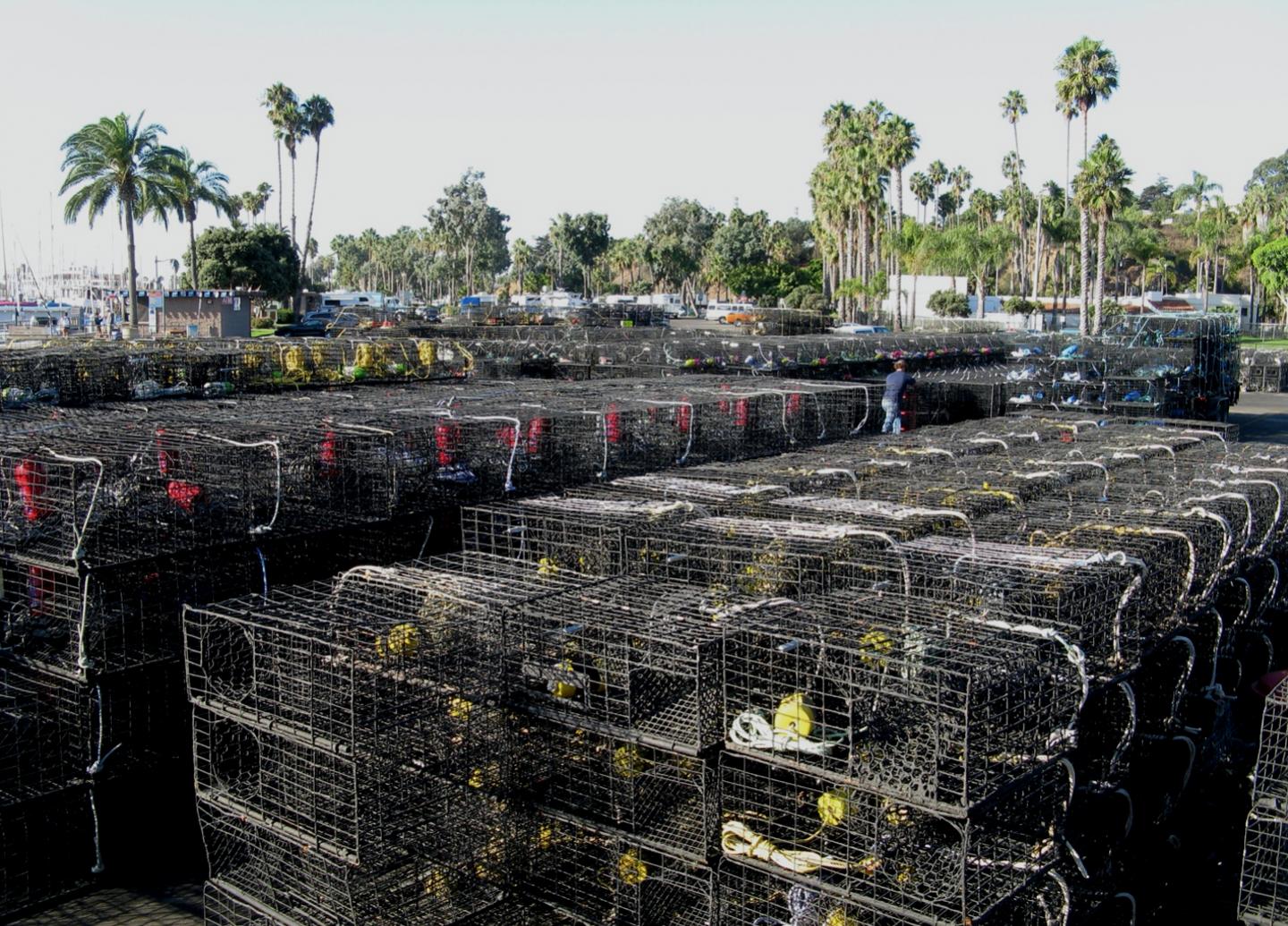 Lobster Cages