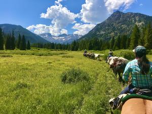 Migratory elk summer range in the Thorofare Wilderness
