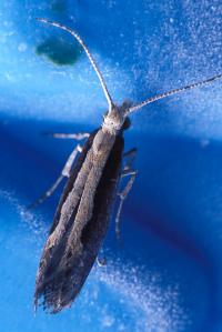 Adult Diamondback Moth