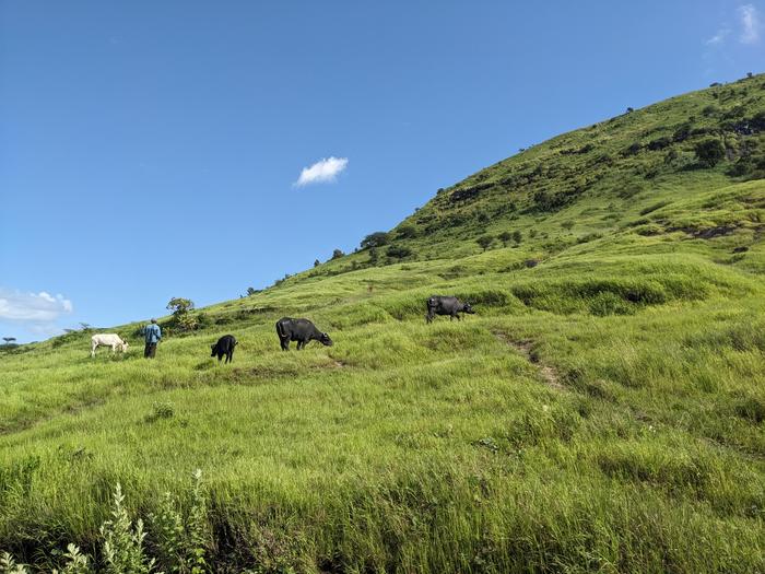 The old-growth savannas of Western Maharashtra in India stretch back at least 750 years.