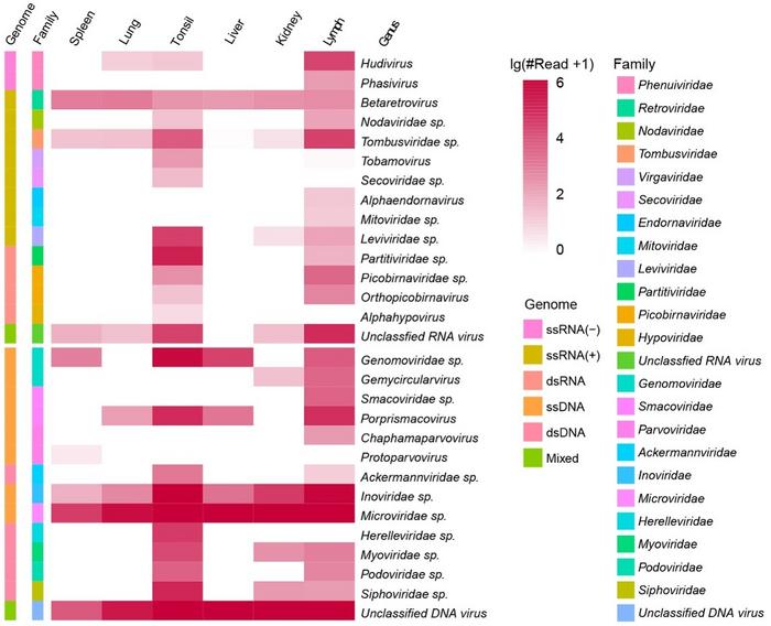 Overview of the virome proﬁling of the Naemorhedus griseus. The heatmap shows the read numbers of virus genus in the six tissue samples