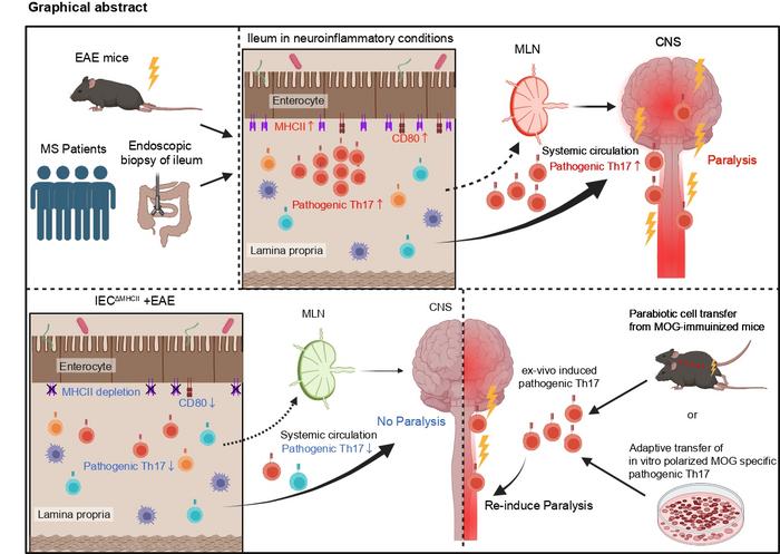 A gut–CNS immunological axis with implications in autoimmune neuroinflammation