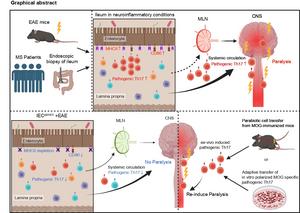 A gut–CNS immunological axis with implications in autoimmune neuroinflammation