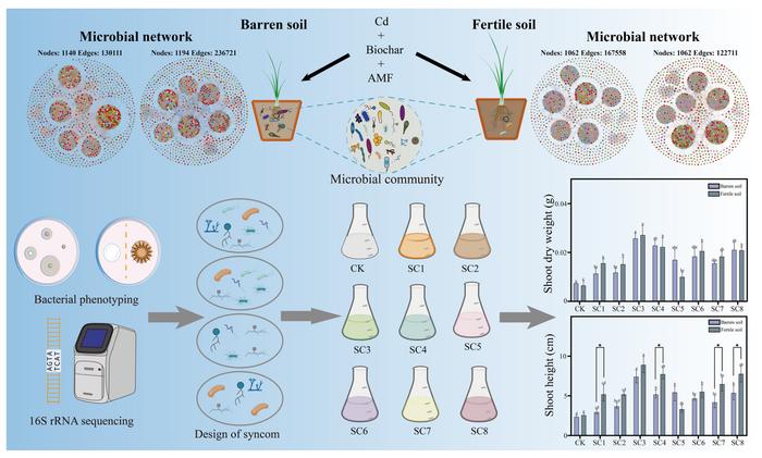 Synergistic superiority of AMF and biochar in enhancing rhizosphere microbiomes to support plant growth under Cd stress