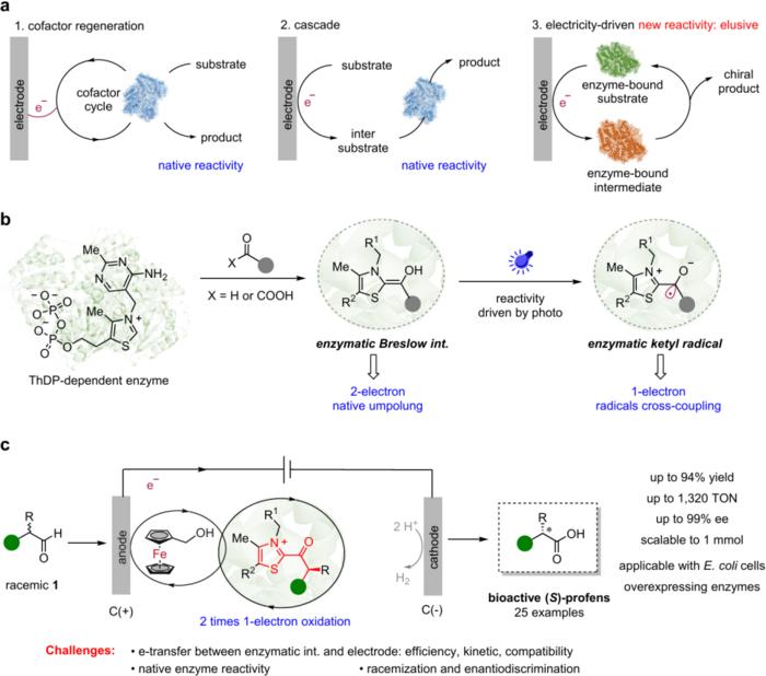 New Electroenzymatic Strategy Enables Non-natural Oxidation Reactions