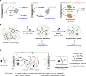 New Electroenzymatic Strategy Enables Non-natural Oxidation Reactions