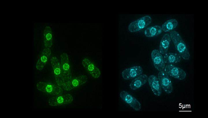 Swollen Nuclei 2