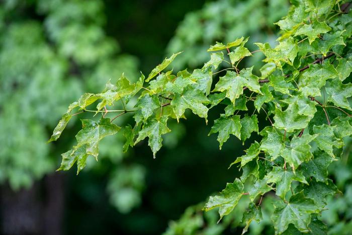 Branch of a sugar maple tree at UNDERC
