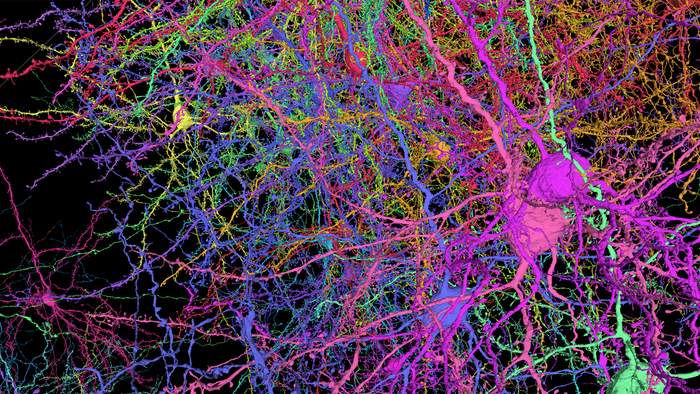 MICrONS image data