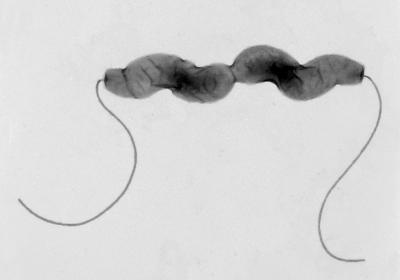 <i>Campylobacter</i>