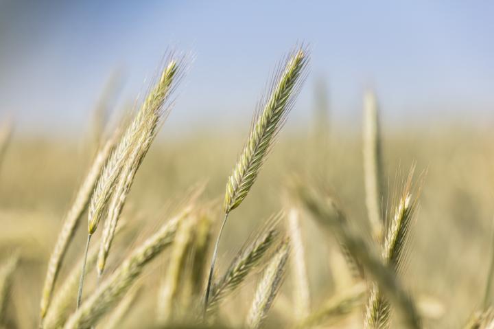 Rye