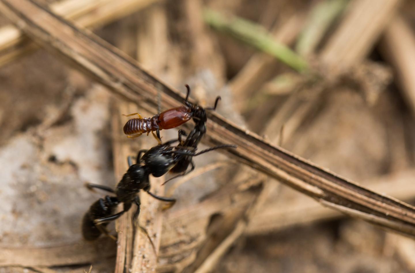 It's a Bird, It's a Plane... No, It's Rescue Ants (3 of 4)