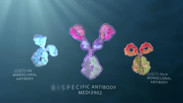 Engineered Antibodies Fight Bacteria, May Stave Off Antibiotic Resistance (3 of 4)