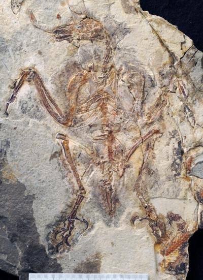 Photograph of <i>Sulcavis geeorum</i>