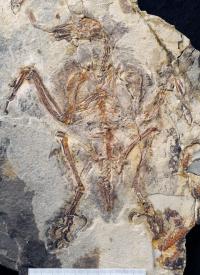 Photograph of <i>Sulcavis geeorum</i>