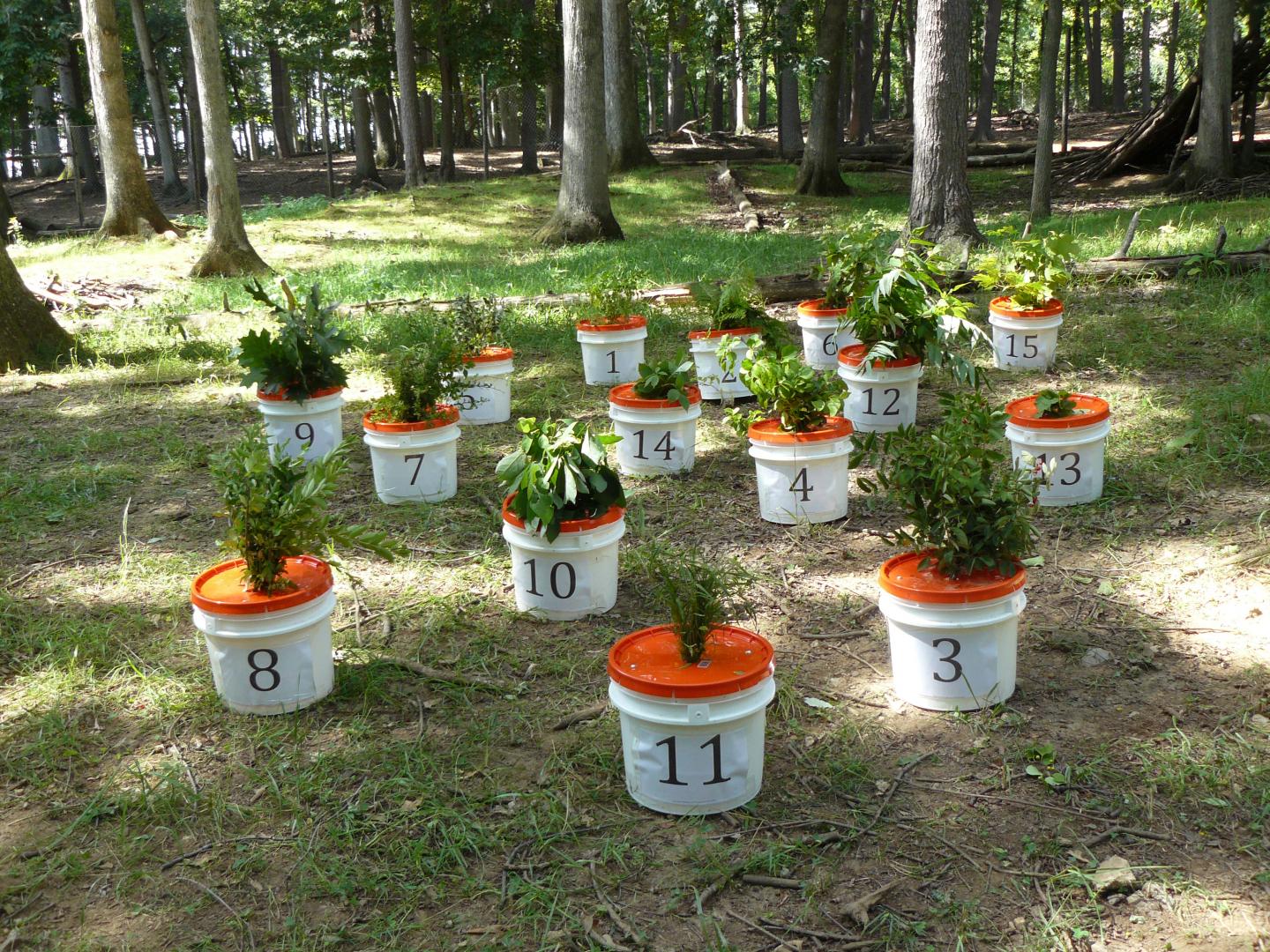 Plants