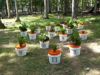 Plants