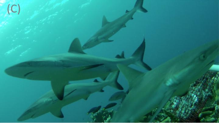 Shark