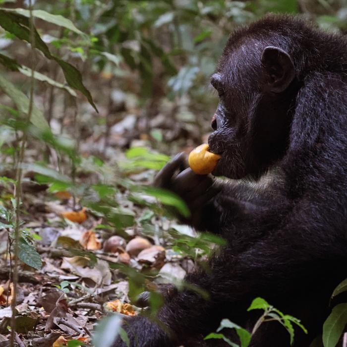 Chimpanzee eating scrumped fruit
