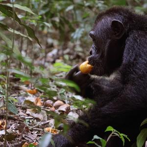 Chimpanzee eating scrumped fruit