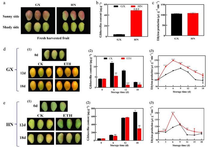 The initial contents of GA3, ethylene, and their changes during storage of HN and GX mangoes.