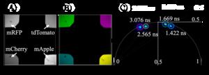 Simultaneous observation of fluorescent proteins in vitro