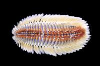 <i>Chloeia parva</i>