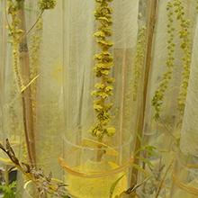 <em>Ambrosia</em> Pollen