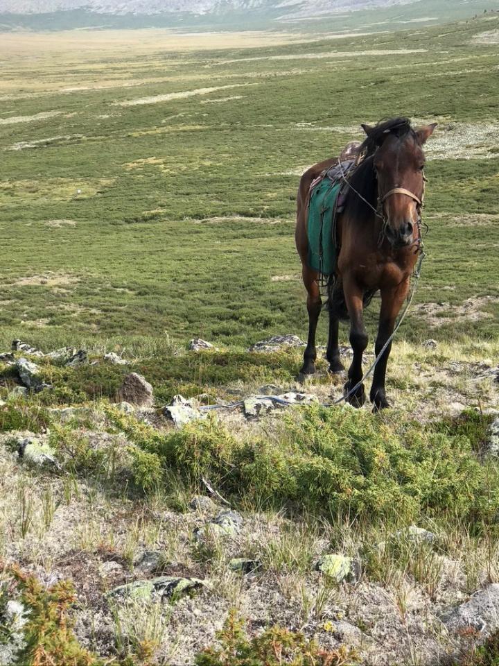 Horse