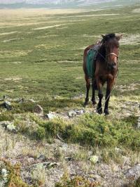 Horse