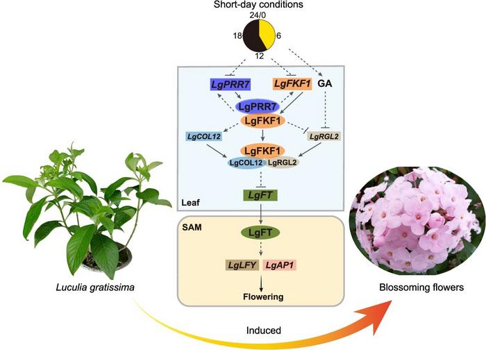 Possible working model depicting how the clock module LgPRR7-LgFKF1 may regulate flowering in Luculia gratissima.