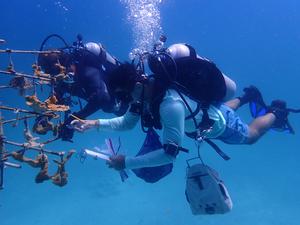 Heat-tolerant symbionts a critical key to protecting Florida’s elkhorn coral from bleaching during marine heatwaves