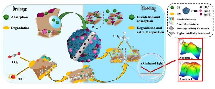 Phosphorus/iron-doped biochar enabling a synergy for cadmium immobilization and carbon sequestration in fluctuating redox paddy soils