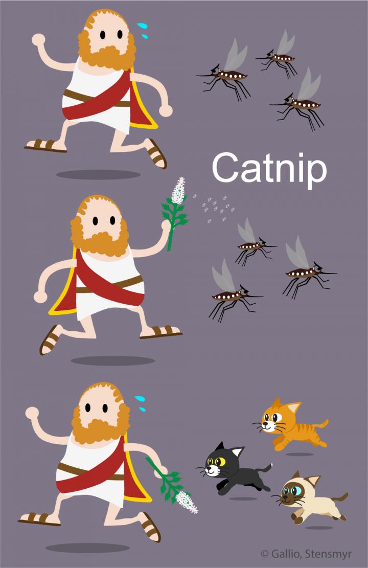 Catnip's effect on mosquitos