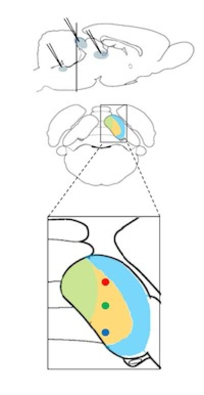 DS Neuron Locations