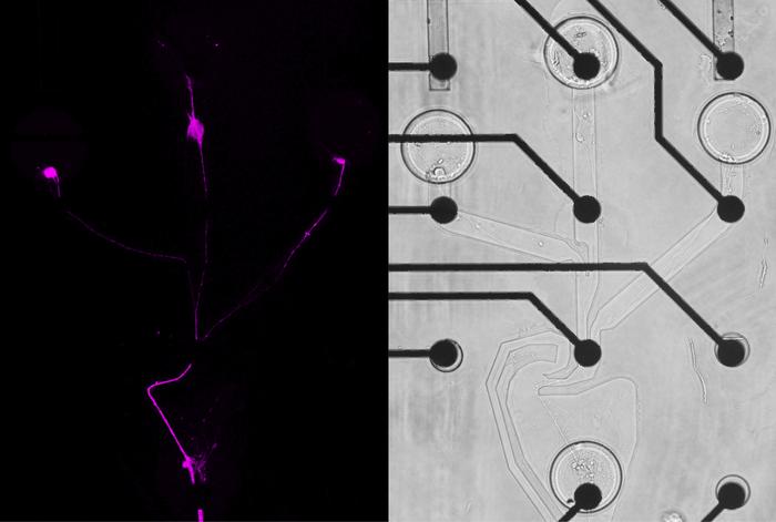 New method developed for the precise production of human neural circuits in the laboratory