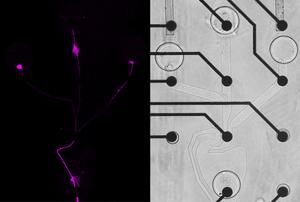 New method developed for the precise production of human neural circuits in the laboratory