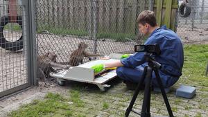 The cooperation experiment