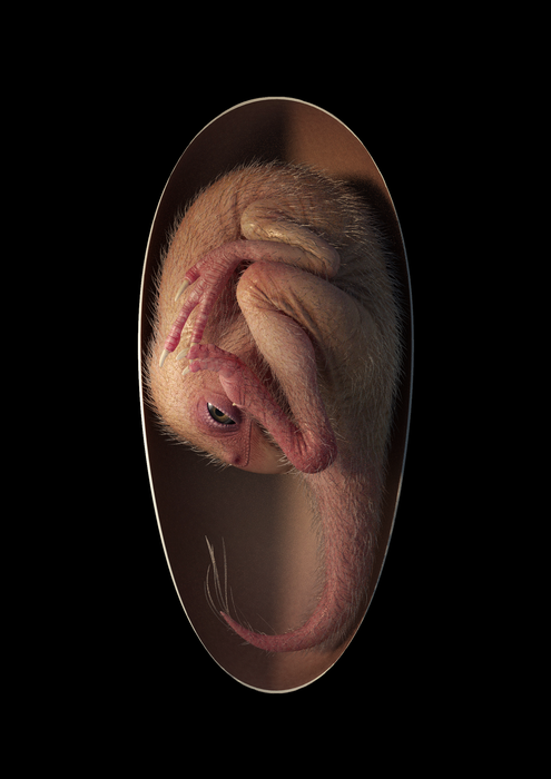 Close-to-hatching oviraptorosaur dinosaur embryo
