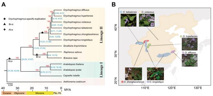 Phylogenetic relationships and geographical distribution of  Orychophragmus.