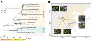 Phylogenetic relationships and geographical distribution of  Orychophragmus.