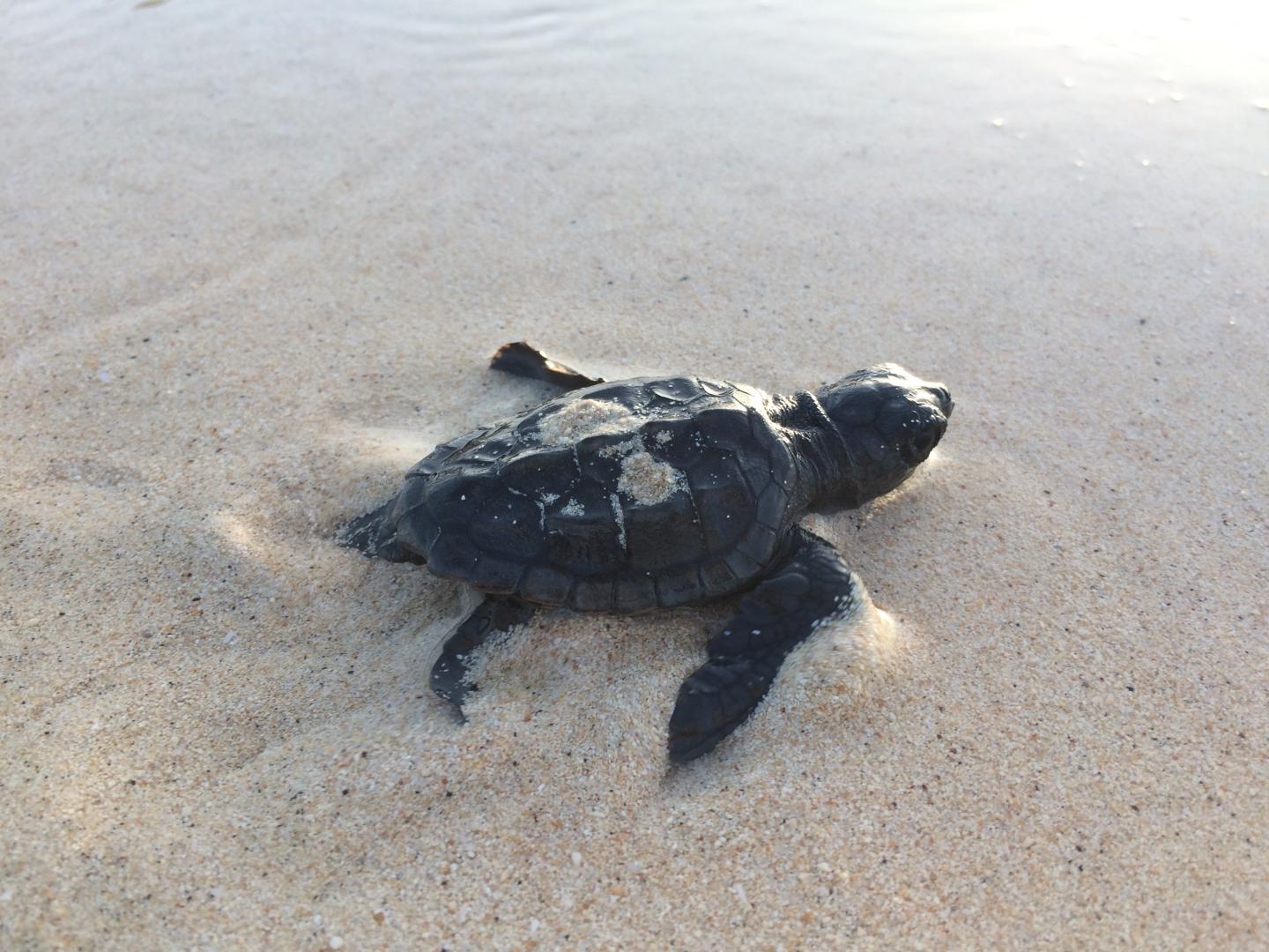 Loggerhead Turtle
