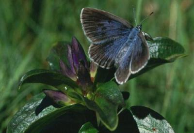 <i>Maclinea rebeli</i>