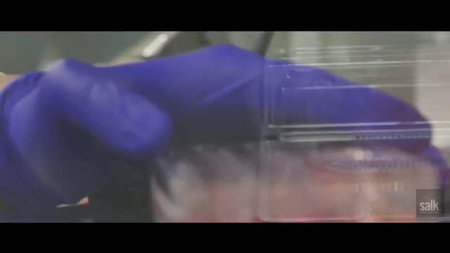 New Technique Has Potential to Cure Genetic Diseases