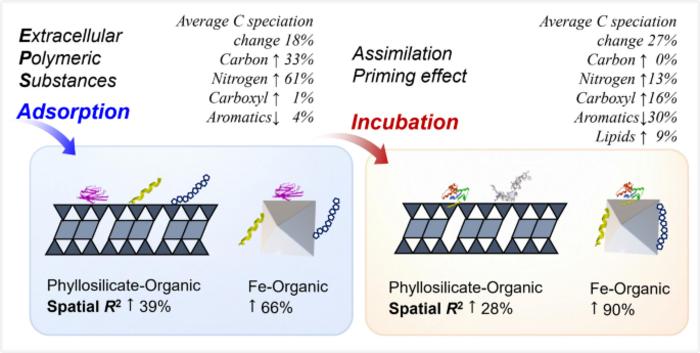 Adsorption and incubation show iron (oxyhydr)oxides control the persistence of bacterial extracellular polymeric substances in soils