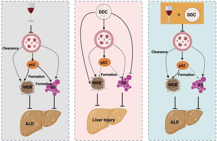 Proposed possible molecular and cellular scenarios on how p62 regulates the formation of MDBs and SGs in alcohol-induced liver injury.