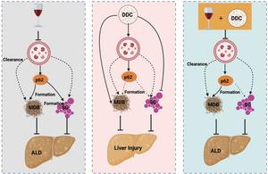 Proposed possible molecular and cellular scenarios on how p62 regulates the formation of MDBs and SGs in alcohol-induced liver injury.