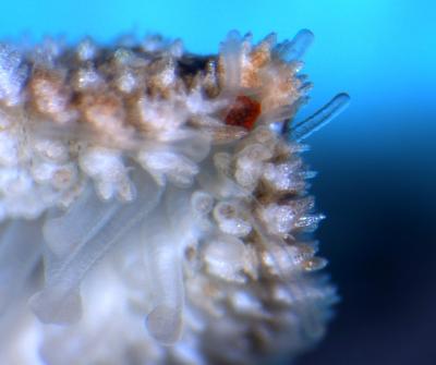Seeing Starfish (2 of 3)
