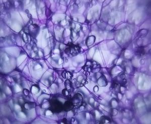 PlantMicro3